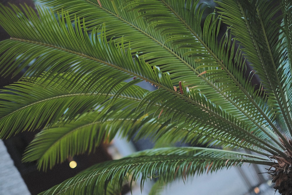a close-up of a palm tree