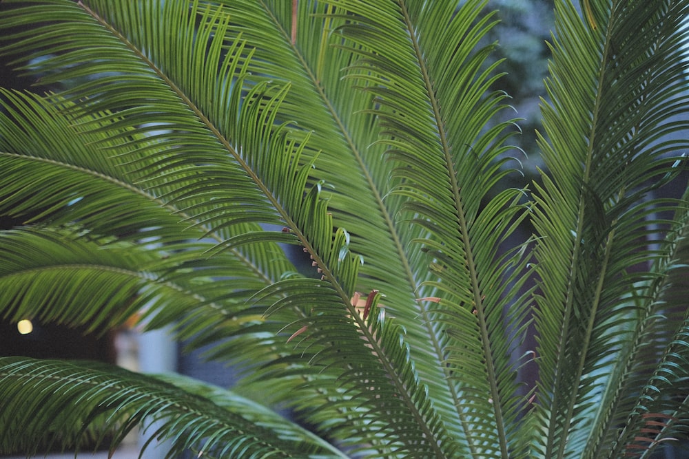 a group of palm trees