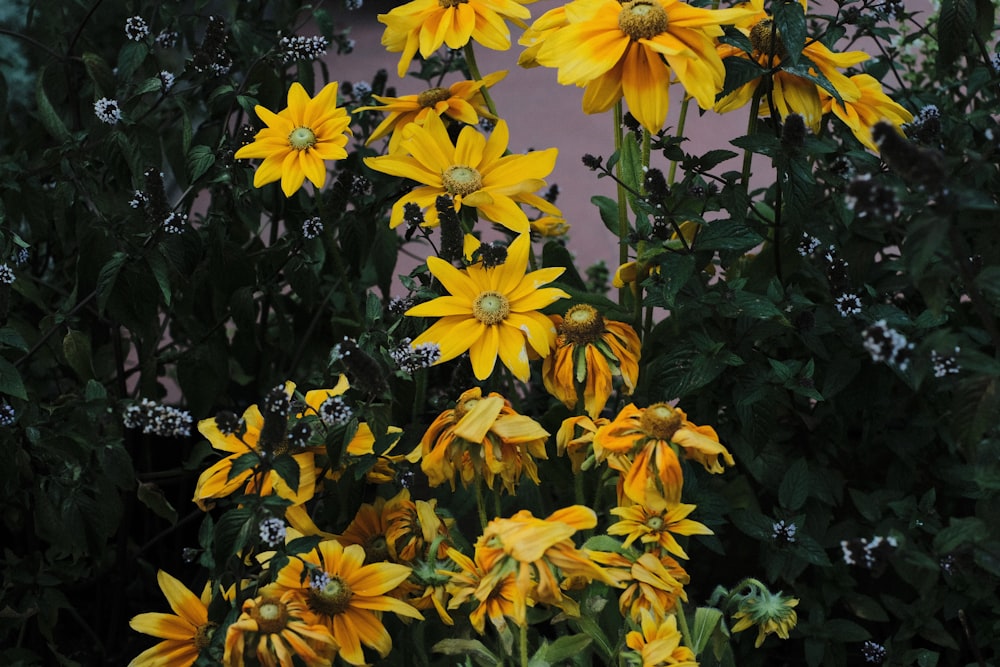 a group of yellow flowers