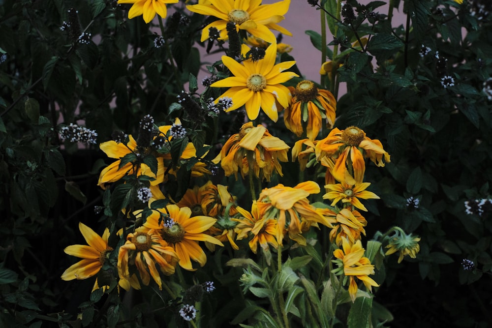 a group of yellow flowers