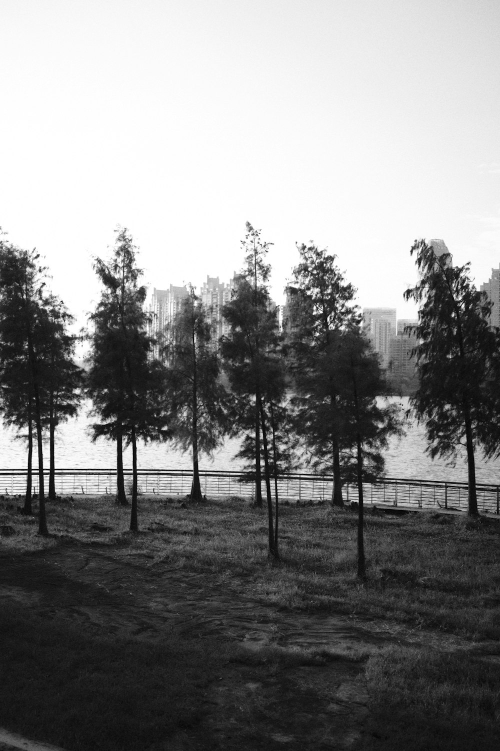 a group of trees in a field