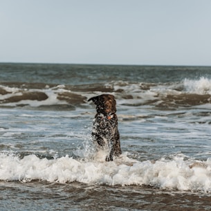 a dog in the ocean