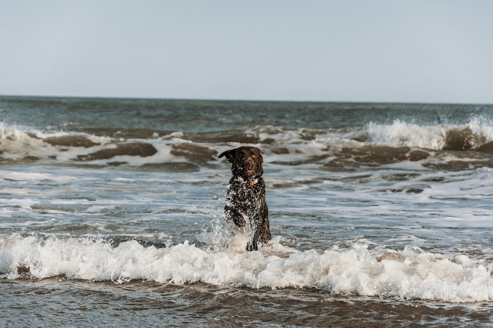 a dog in the ocean