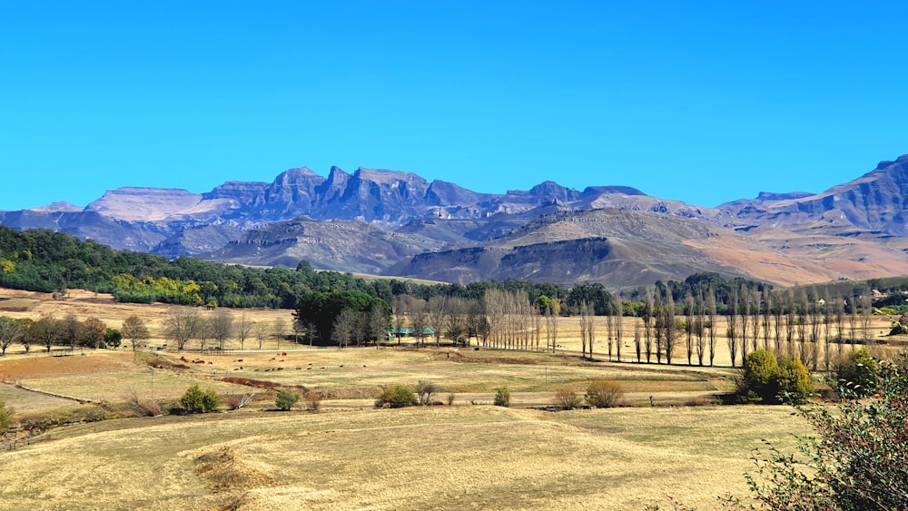 a landscape with trees and mountains in the background