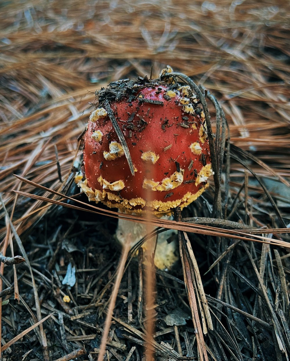 a red mushroom with yellow spots