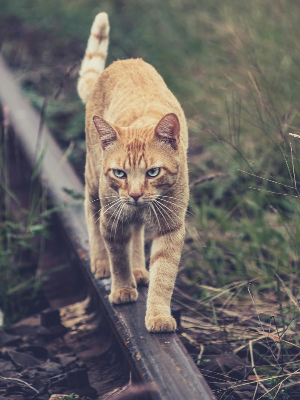 a cat walking on a log