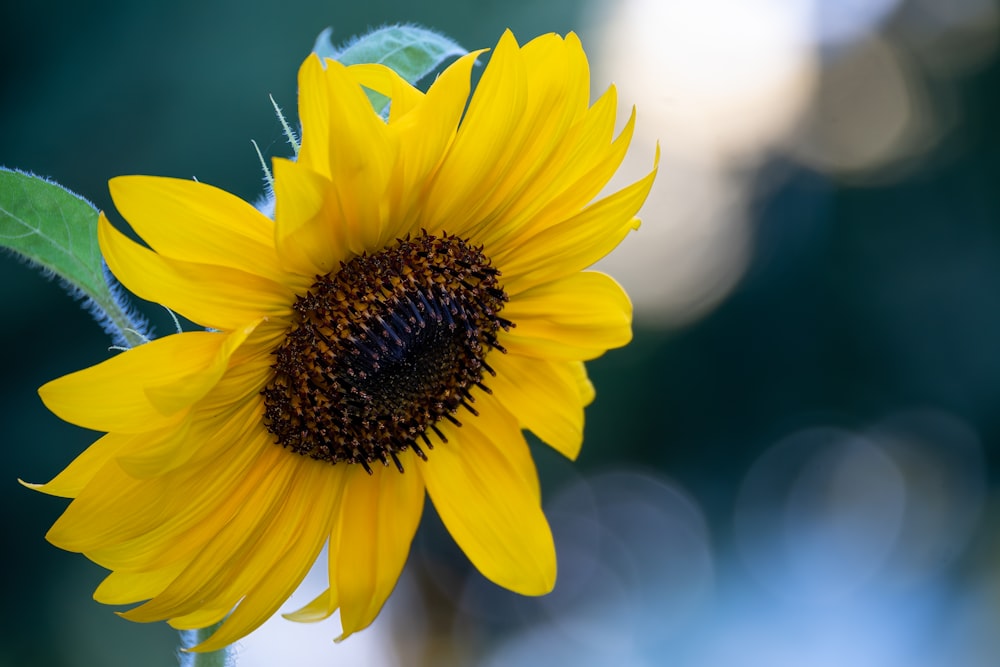 a yellow sunflower with a blue background
