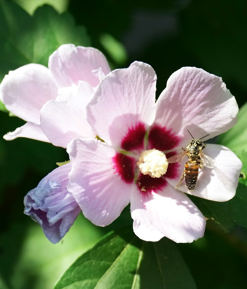 a bee on a flower