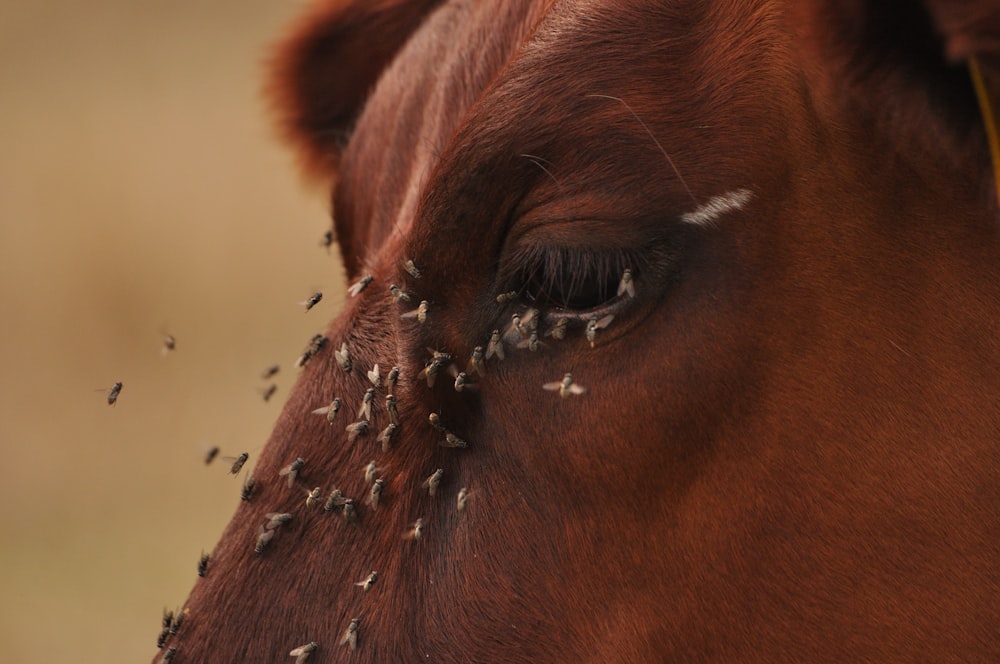 a close up of a horse's eye