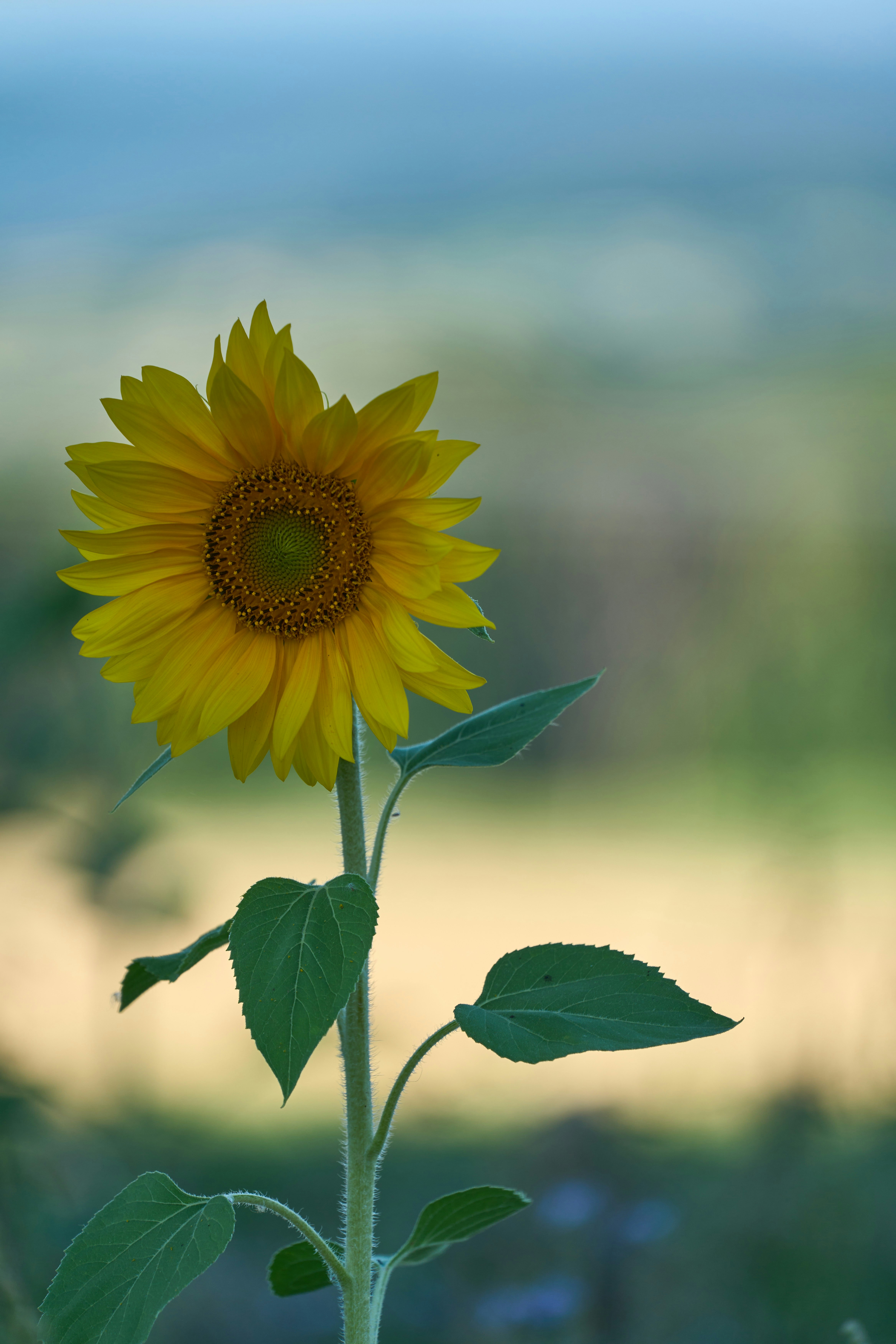 Photo by wolfgang_hasselmann