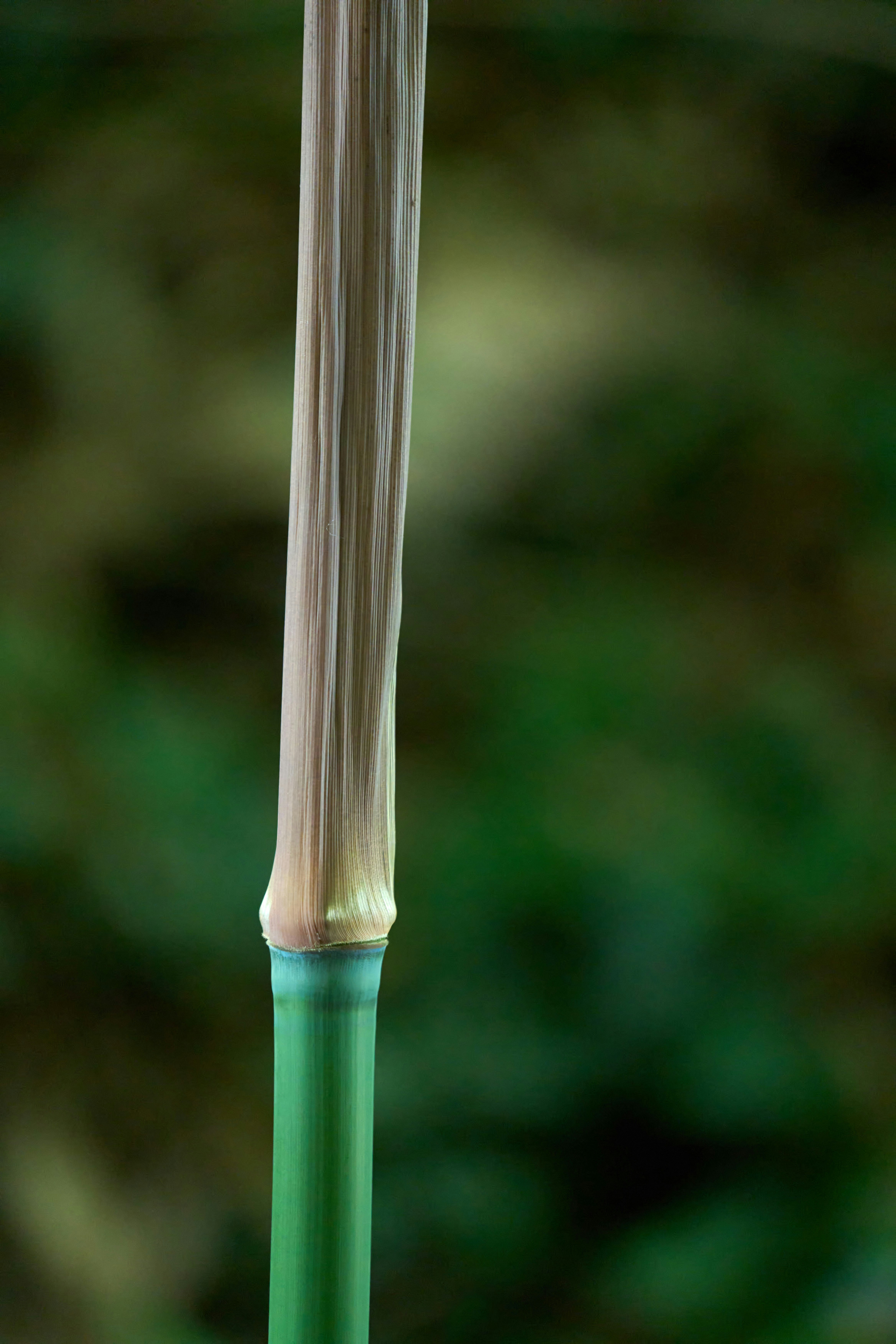 a close-up of a spool of thread