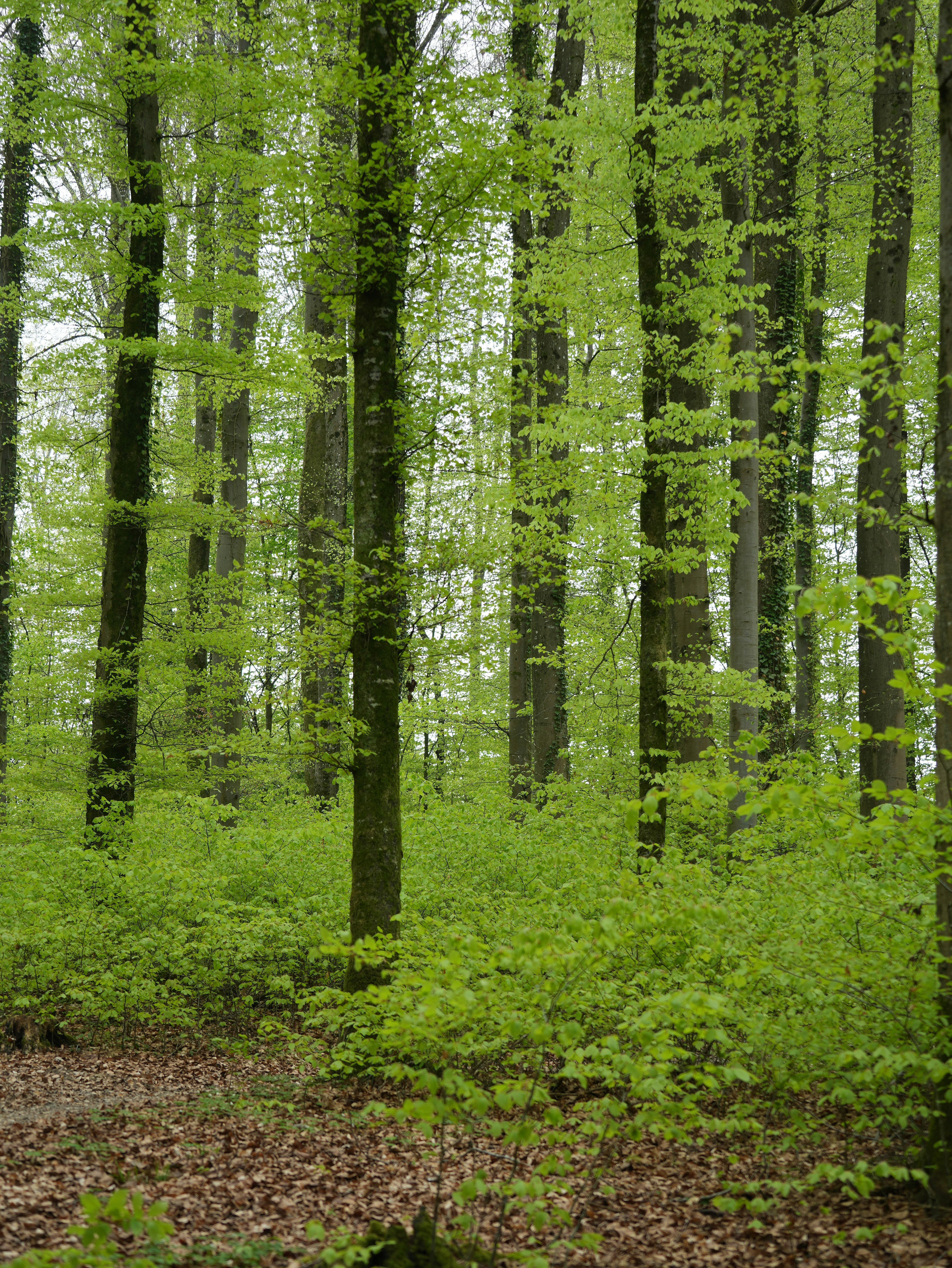 Photo by wolfgang_hasselmann