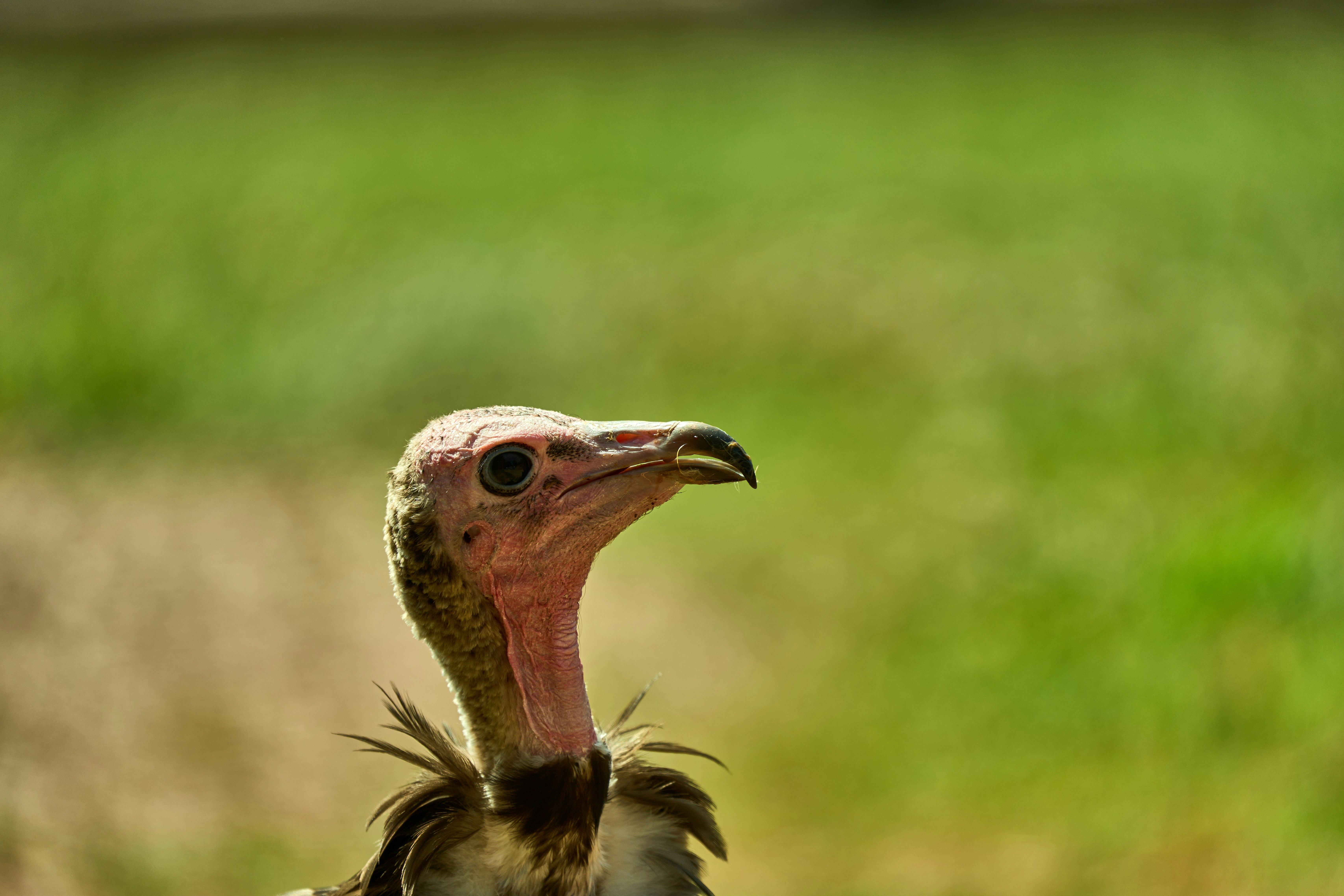 Photo by wolfgang_hasselmann