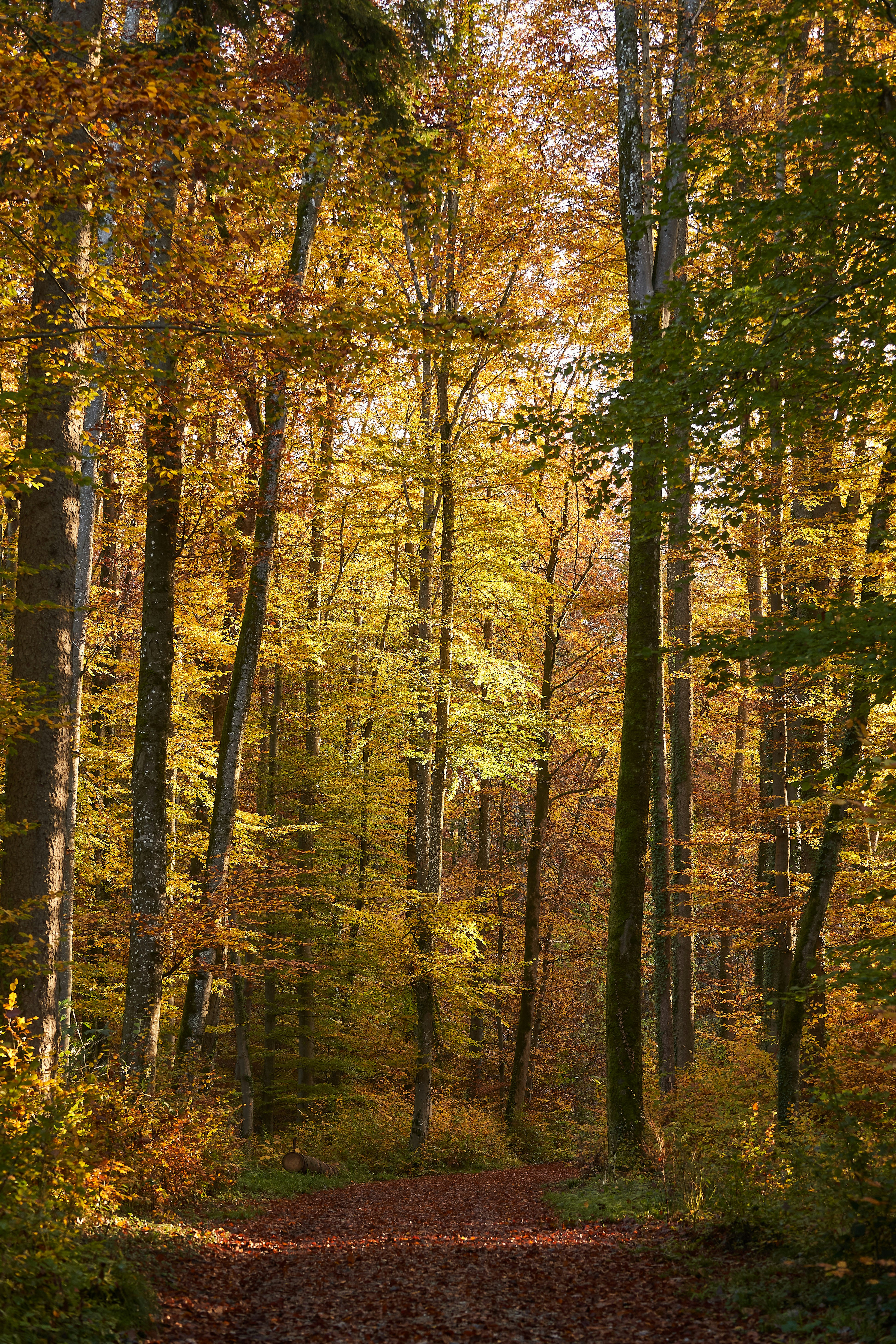 Photo by wolfgang_hasselmann