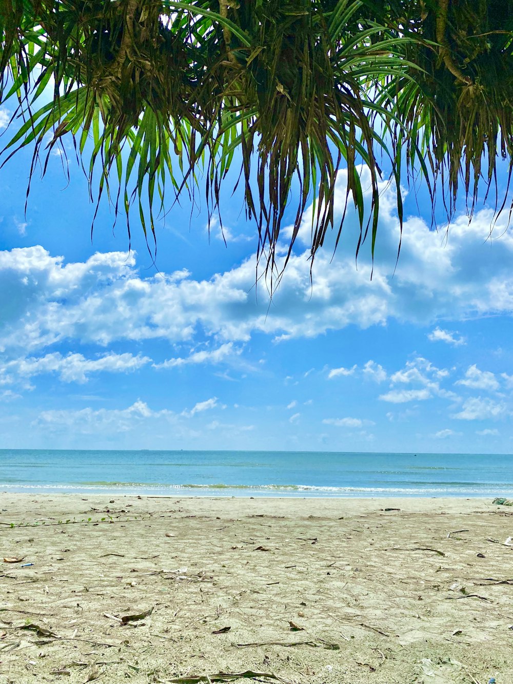 a beach with a palm tree