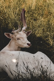 A white deer with antlers, lying down amidst tall, dry grass. The deer's body is primarily white while its antlers have a velvety texture in a reddish-brown color. The background is filled with a dense thicket of grass, creating a natural, serene environment.