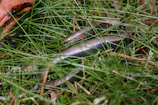 a snake in the grass