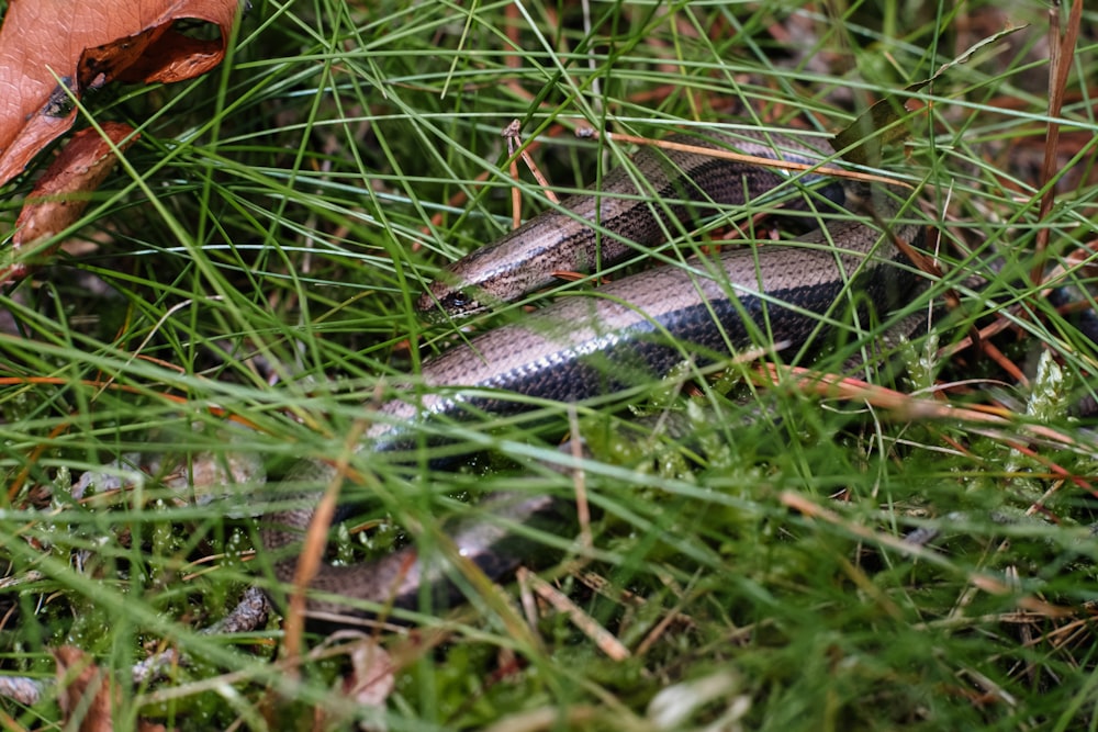 a snake in the grass