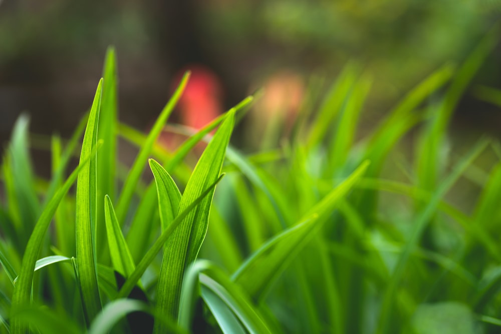 close up of grass