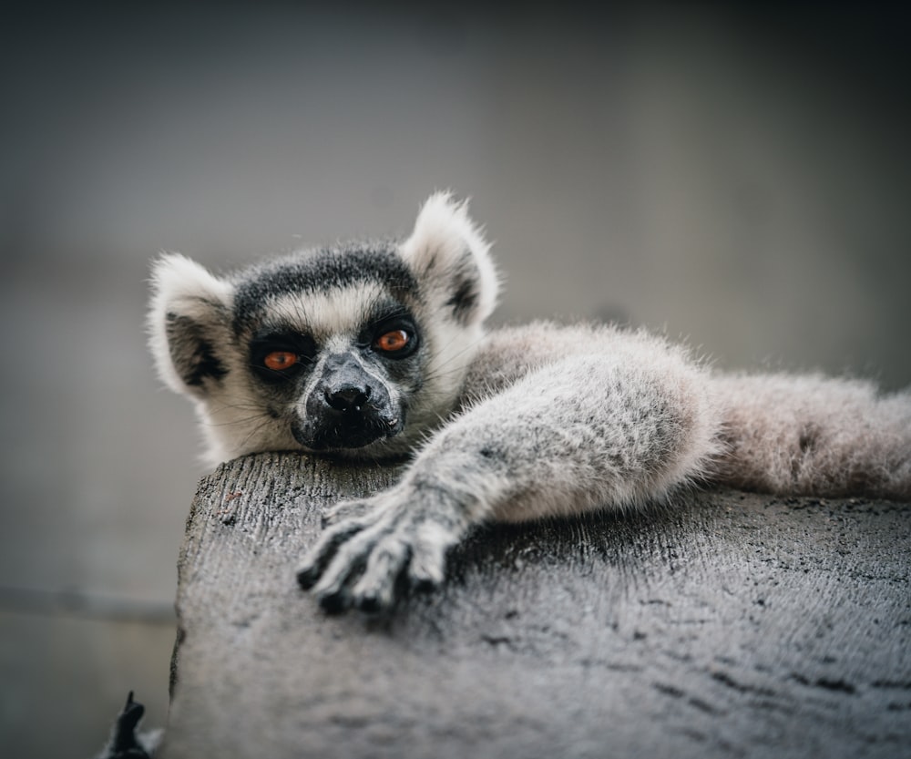 a black and white animal