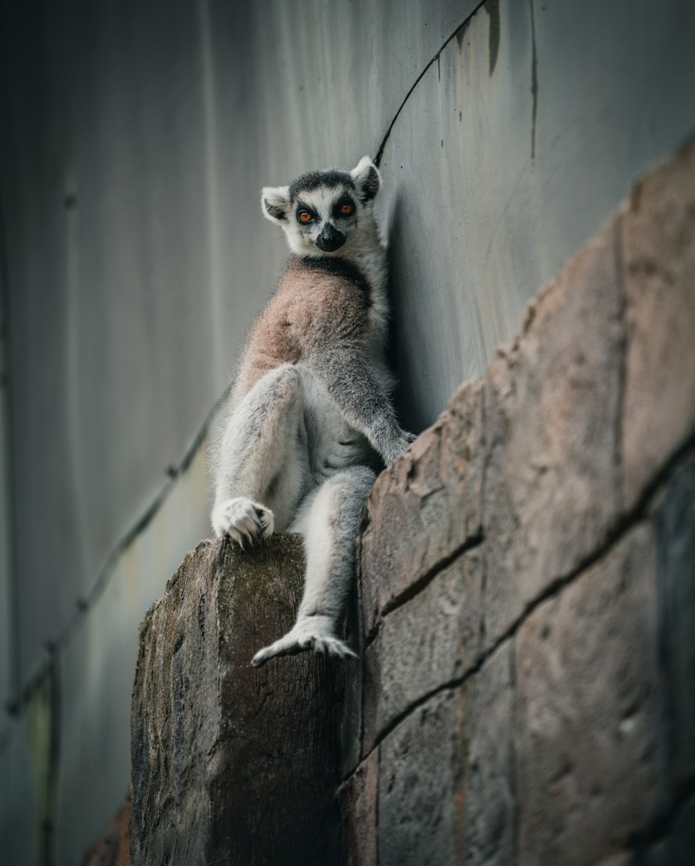 a lemur sitting on a rock