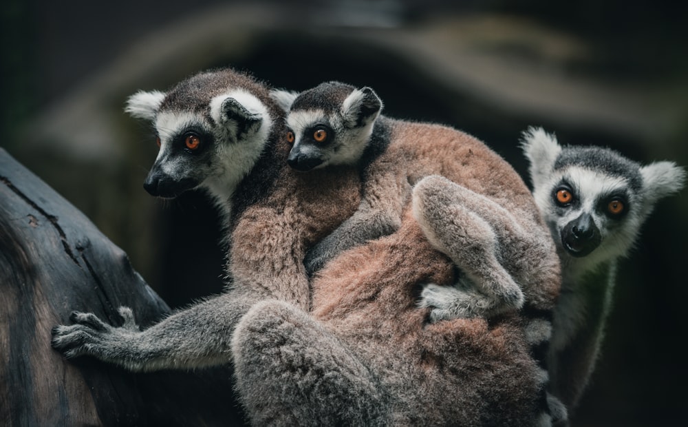 a group of lemurs on a tree branch