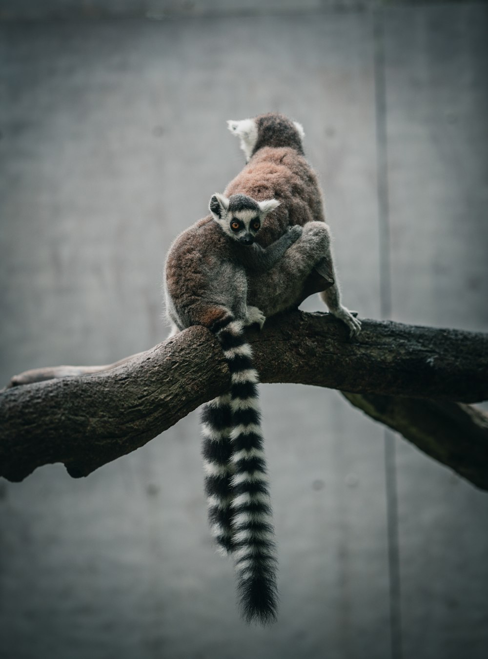 a raccoon sitting on a branch