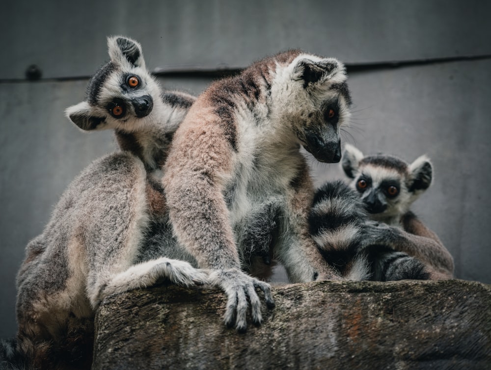 a group of lemurs on a tree stump