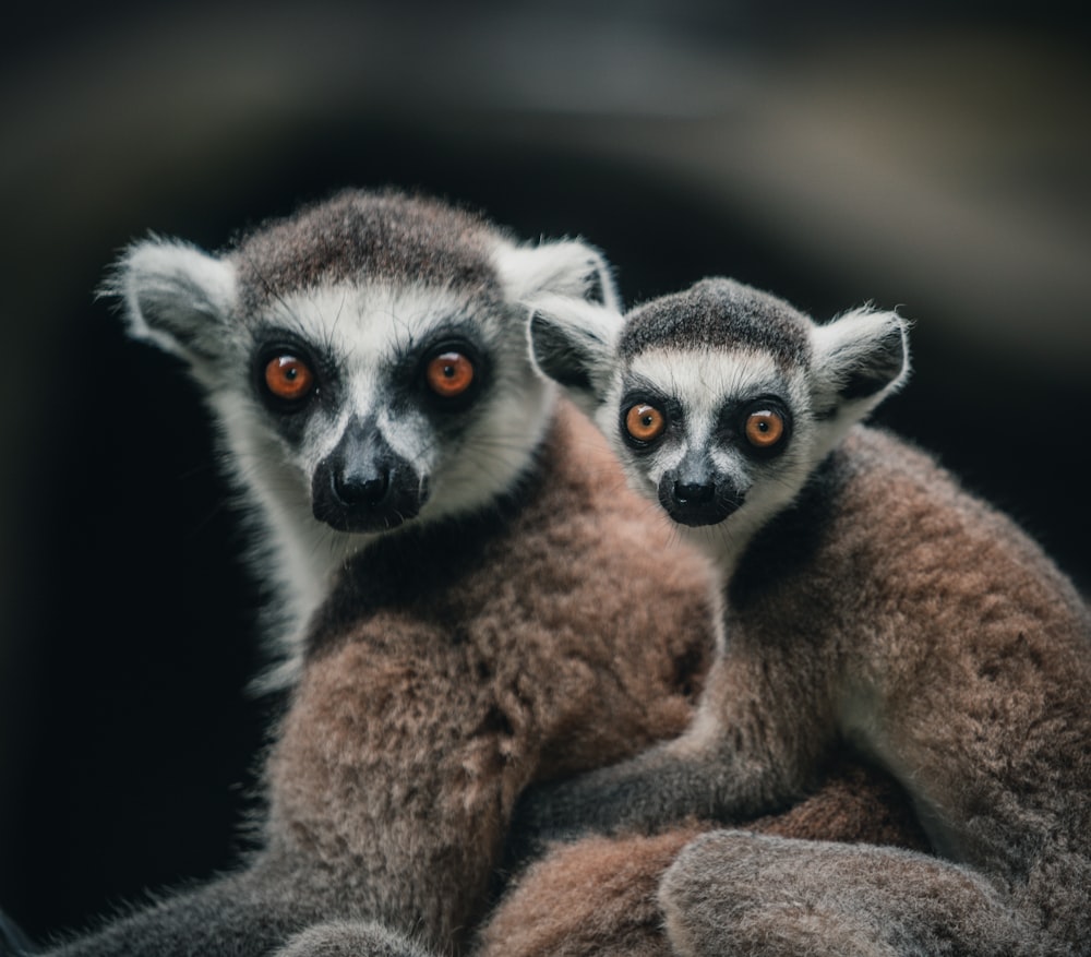 a couple of lemurs