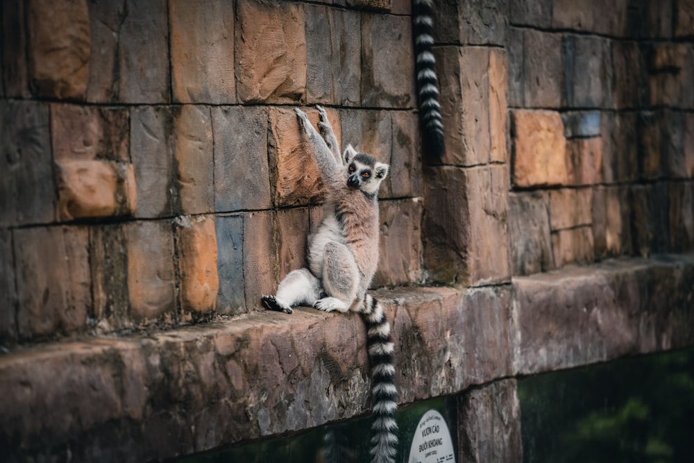 a raccoon sitting on a ledge