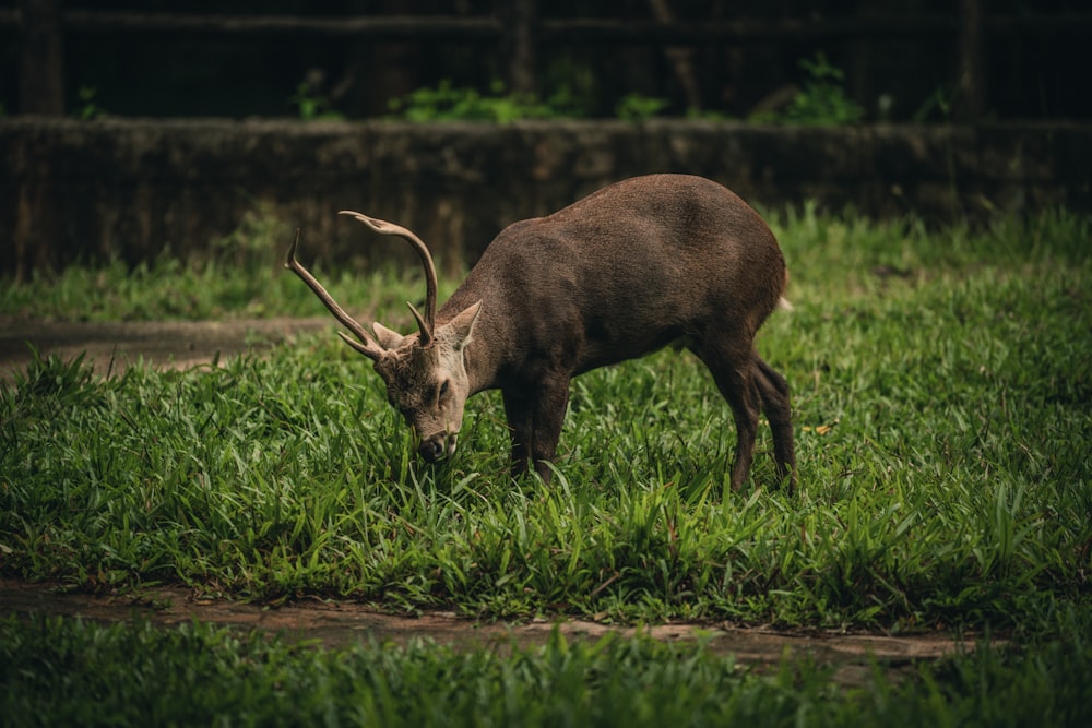 a deer with antlers in a grassy field