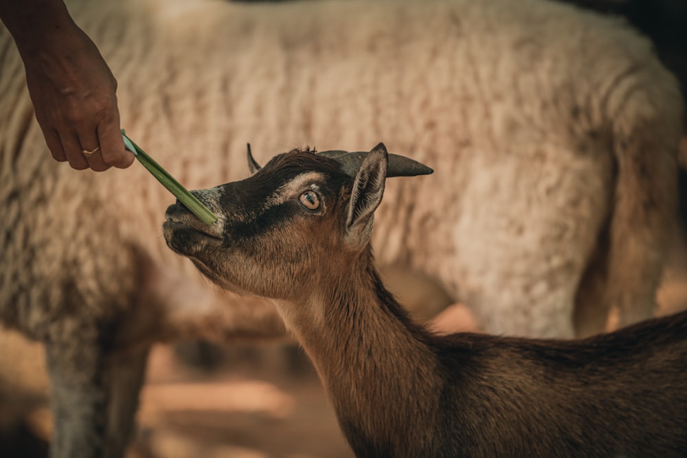 a hand feeding a deer