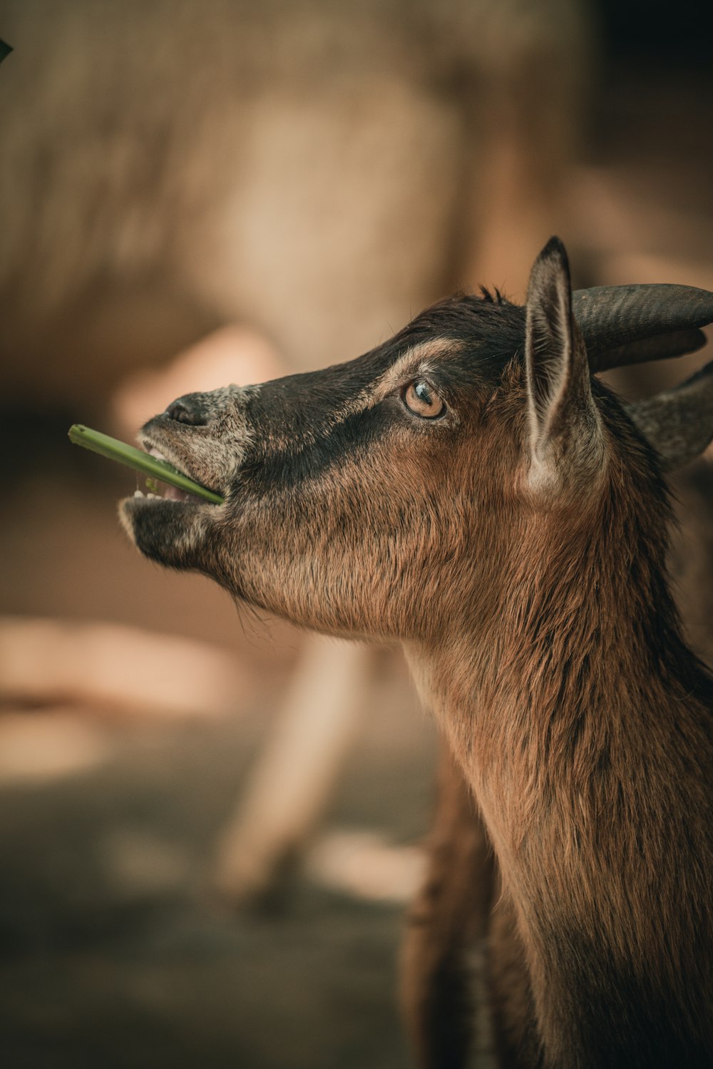 a brown goat with a green beak
