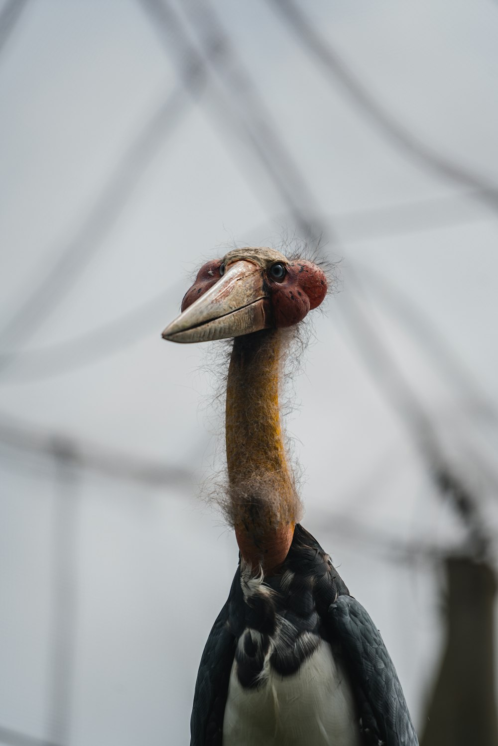 Un pájaro con un cuello largo