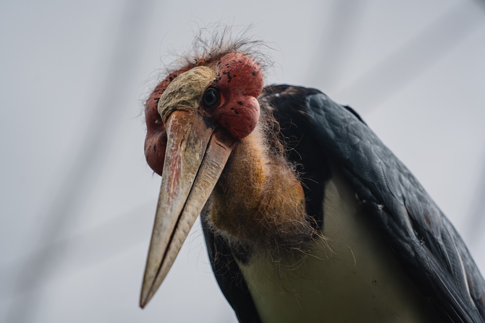 a bird with a long beak