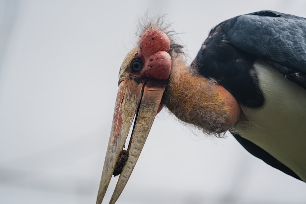 a bird with a red and yellow head