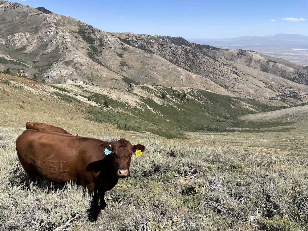 a couple of cows stand in a grassy field