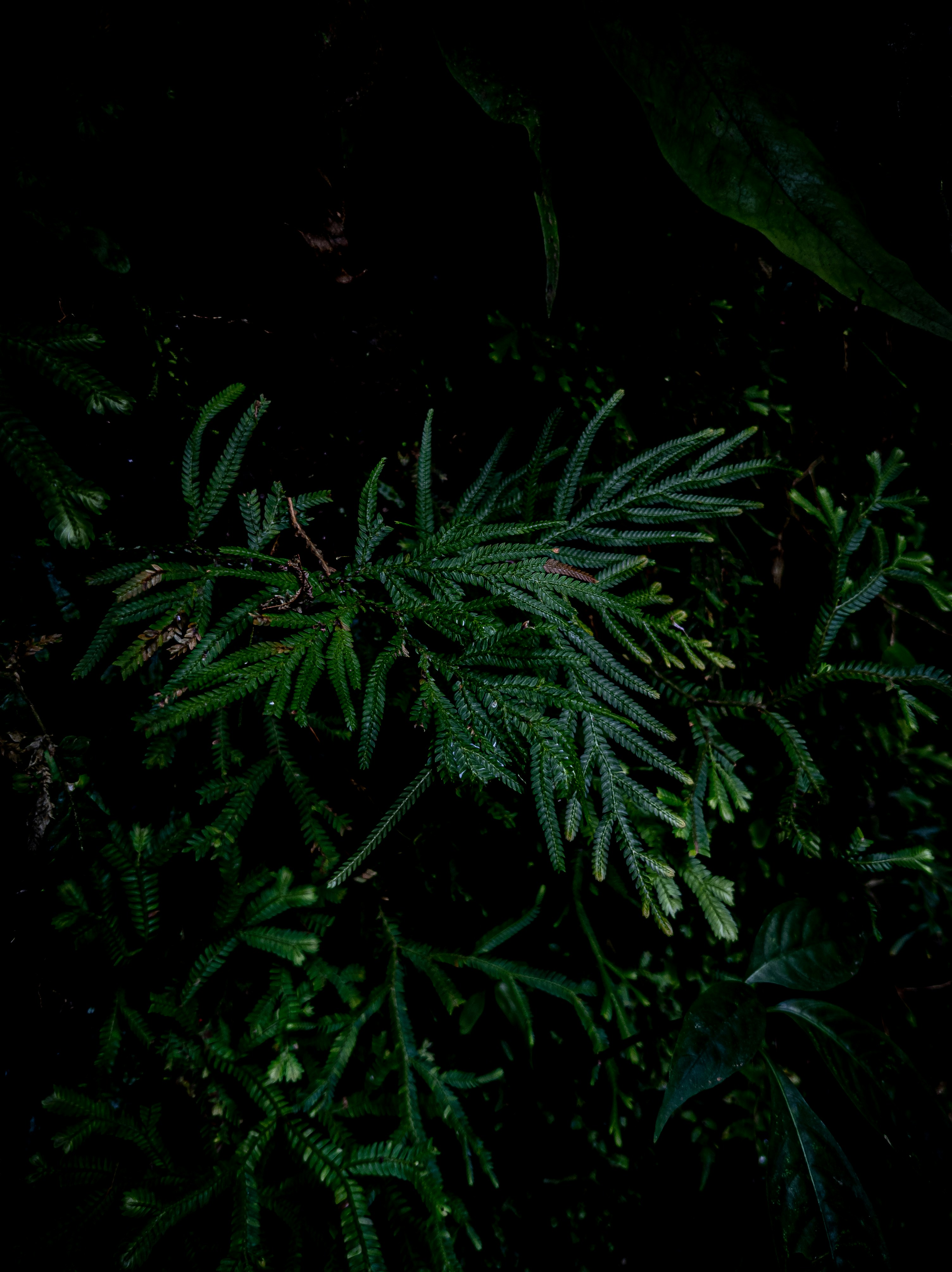 a close-up of some plants