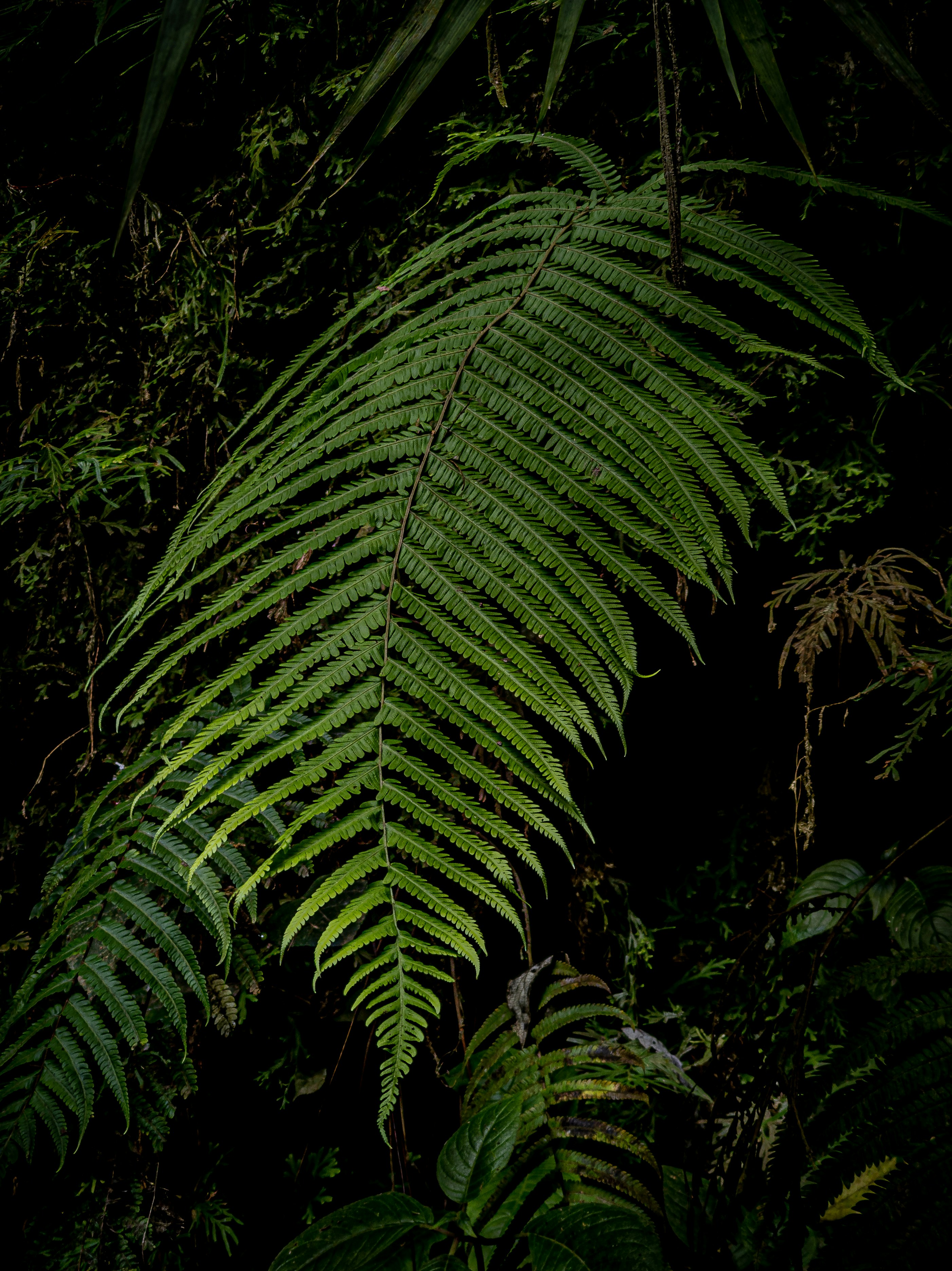 a close-up of a green plant