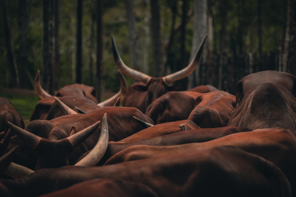 um rebanho de alces na floresta