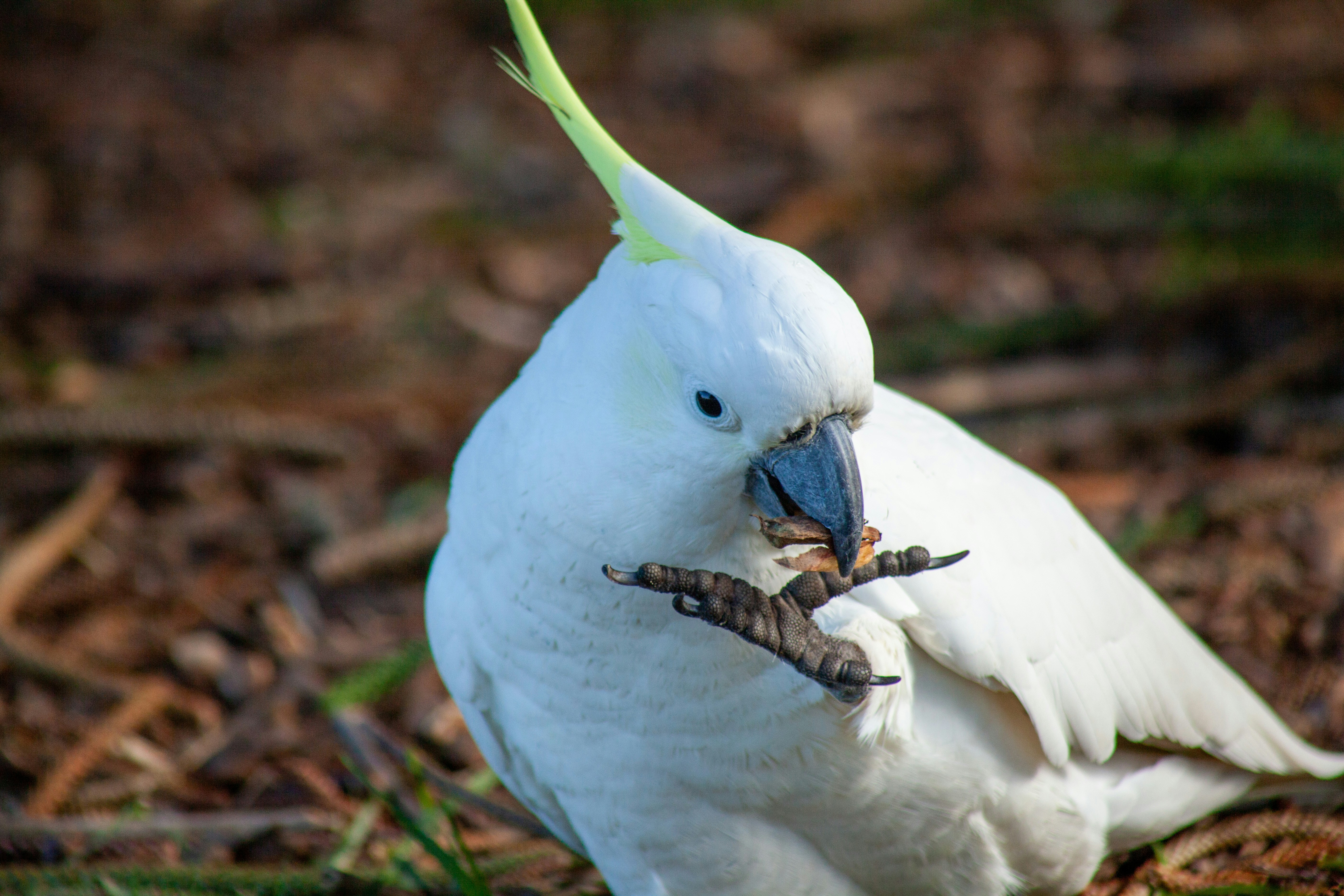 a bird with a snake in its mouth