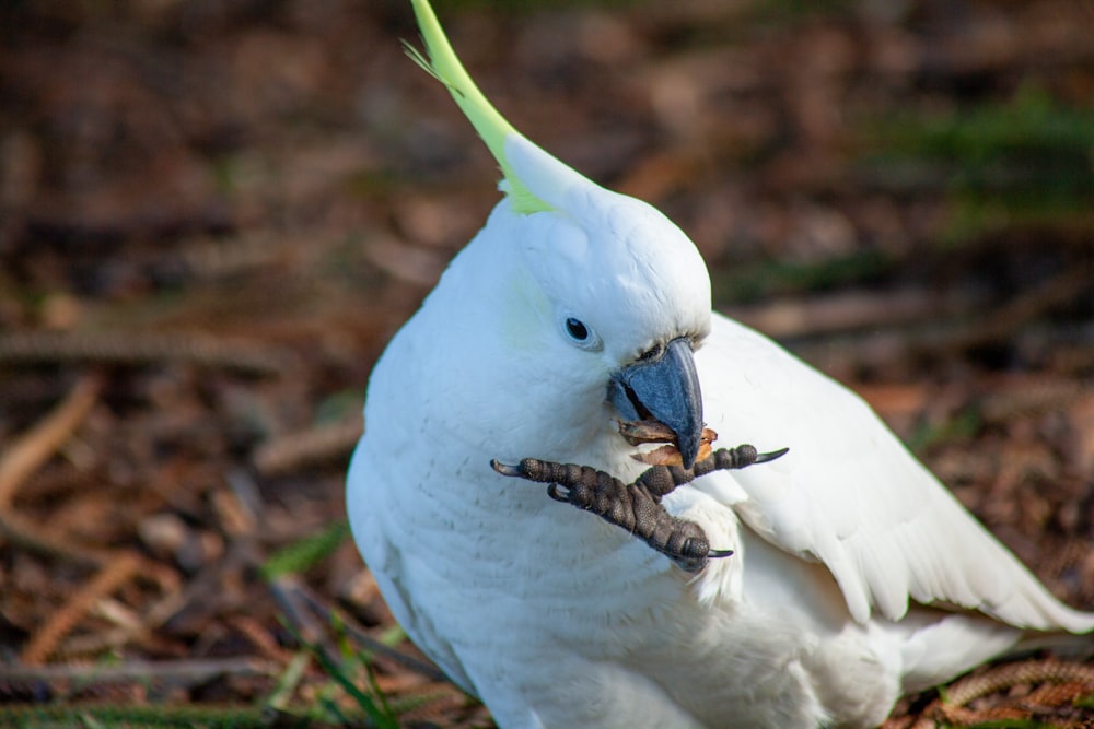 a bird with a snake in its mouth