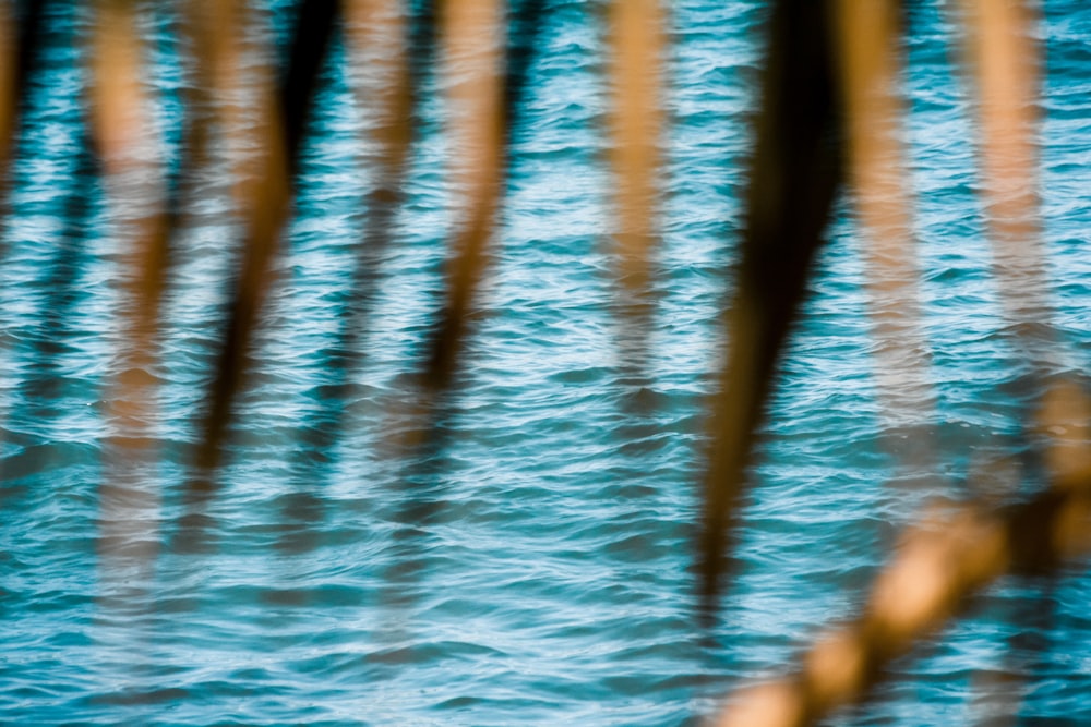 a group of trees with water in the background