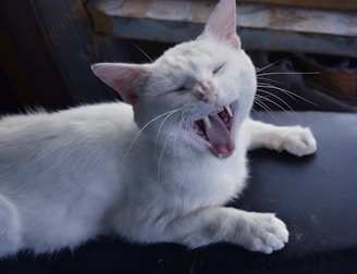 A white cat is lying on a dark surface with its mouth open wide, possibly yawning or meowing. Its eyes are closed, and its sharp teeth are visible. The background is dimly lit, suggesting an indoor setting.