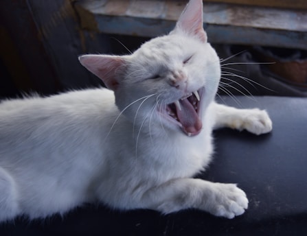 A white cat is lying on a dark surface with its mouth open wide, possibly yawning or meowing. Its eyes are closed, and its sharp teeth are visible. The background is dimly lit, suggesting an indoor setting.