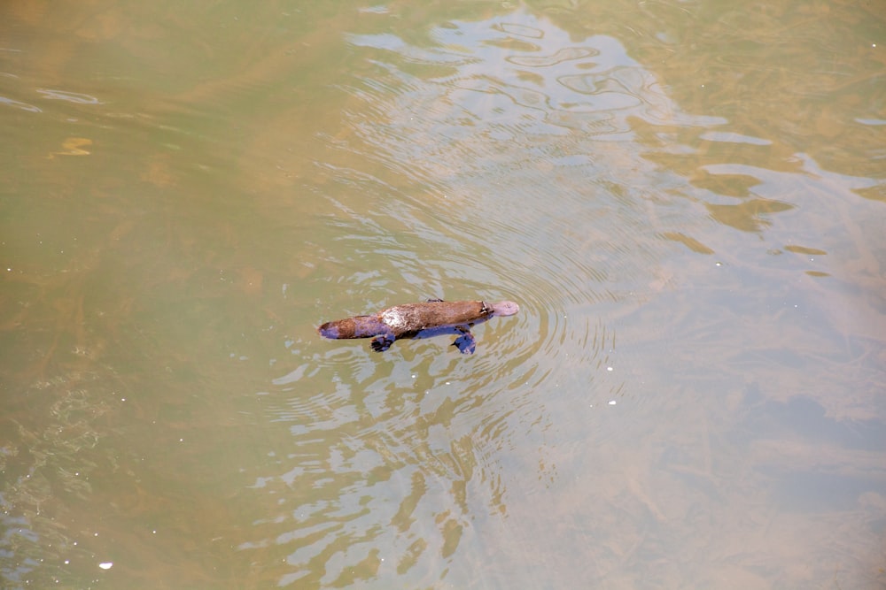 a fish swimming in water