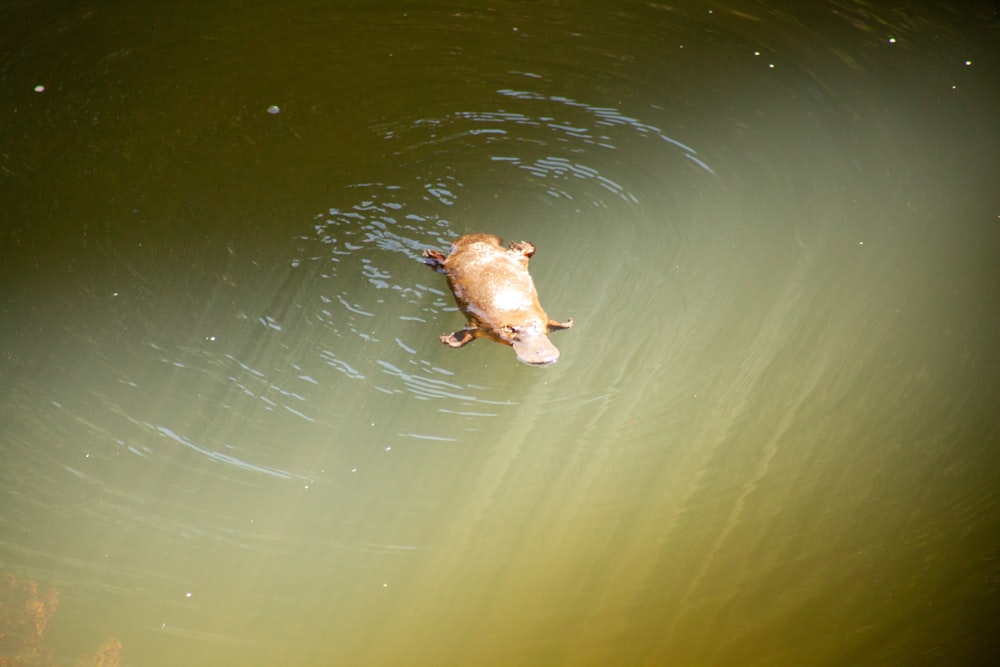 a duck swimming in water