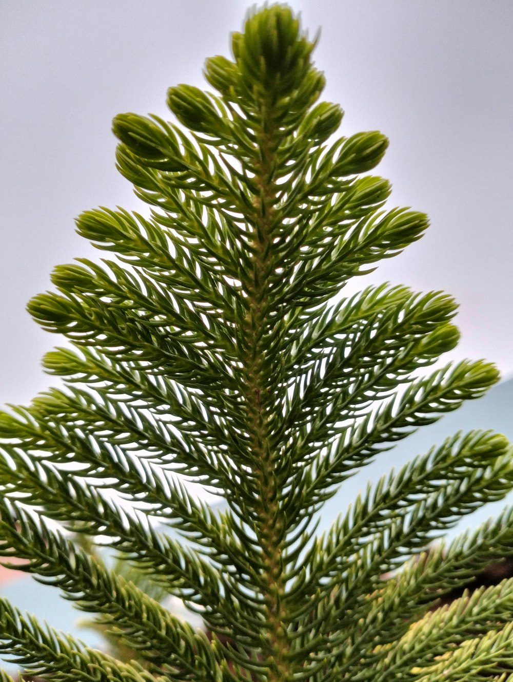 a close-up of a plant