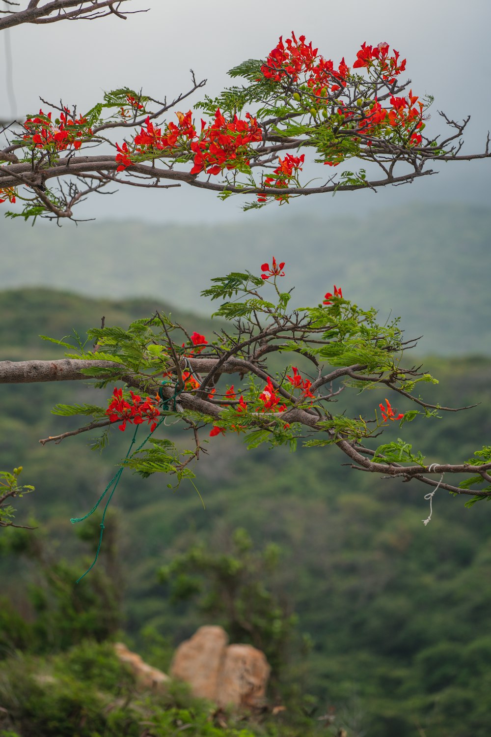 Un arbre aux fleurs rouges