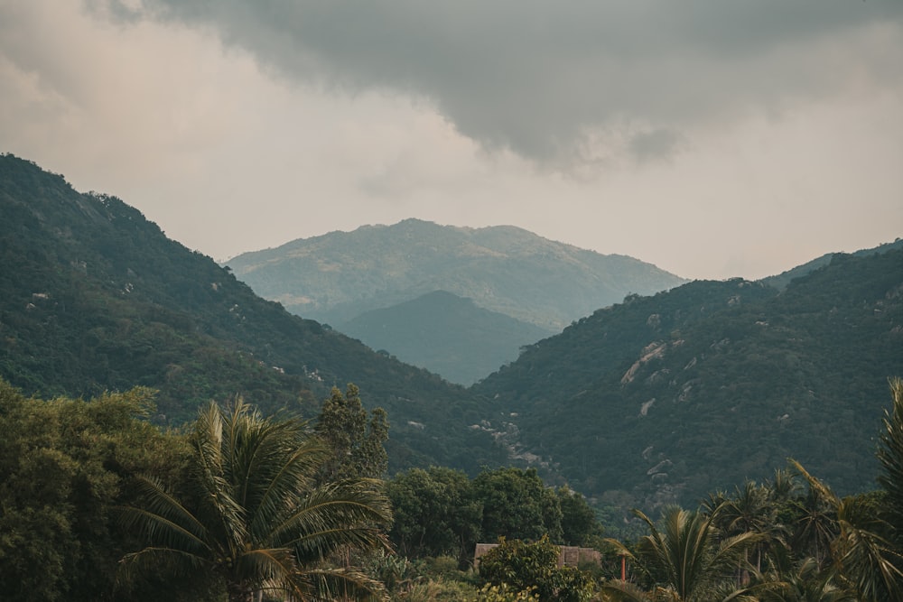 a landscape with trees and mountains